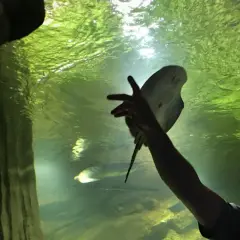 Ojciec z dzieckiem w oceanarium w Międzyzdrojach, zachwyceni płaszczką. Wspaniałe opinie o tym miejscu!