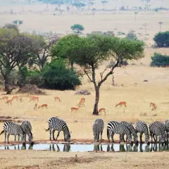 Stado zebr pije wodę na tle sawanny, gdzie pasą się antylopy. Niezapomniane widoki z tanzania wakacje.