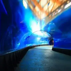 Podwodny tunel w Oceanarium Kołobrzeg. Wspaniałe wrażenia, które potwierdzają pozytywne oceanarium kołobrzeg opinie.