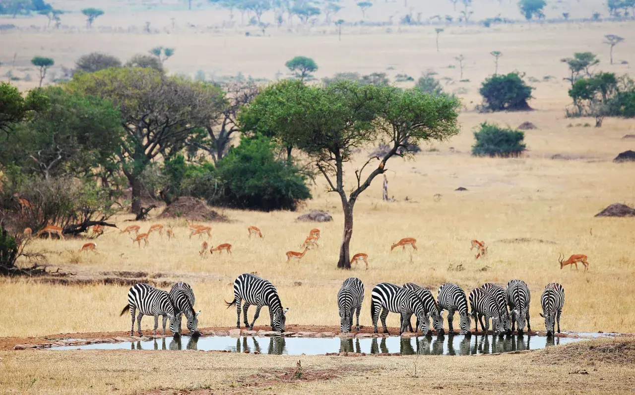 Stado zebr pije wodę na tle sawanny, gdzie pasą się antylopy. Niezapomniane widoki z tanzania wakacje.