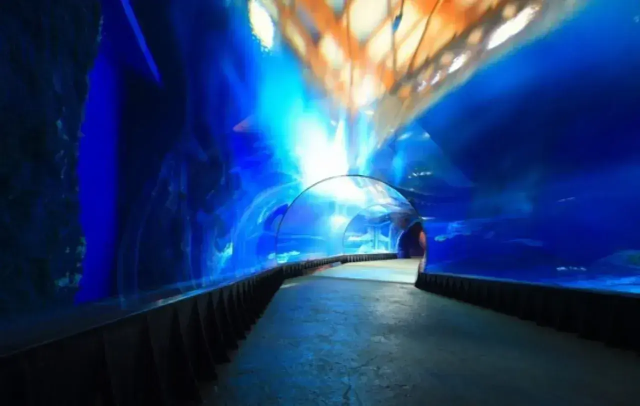 Podwodny tunel w Oceanarium Kołobrzeg. Wspaniałe wrażenia, które potwierdzają pozytywne oceanarium kołobrzeg opinie.